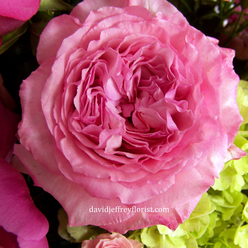 Blushing Romance