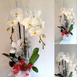 Christmas Orchids