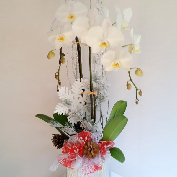 Christmas Orchids