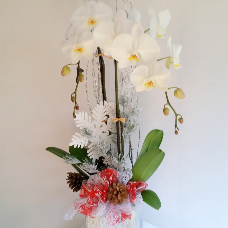 Christmas Orchids