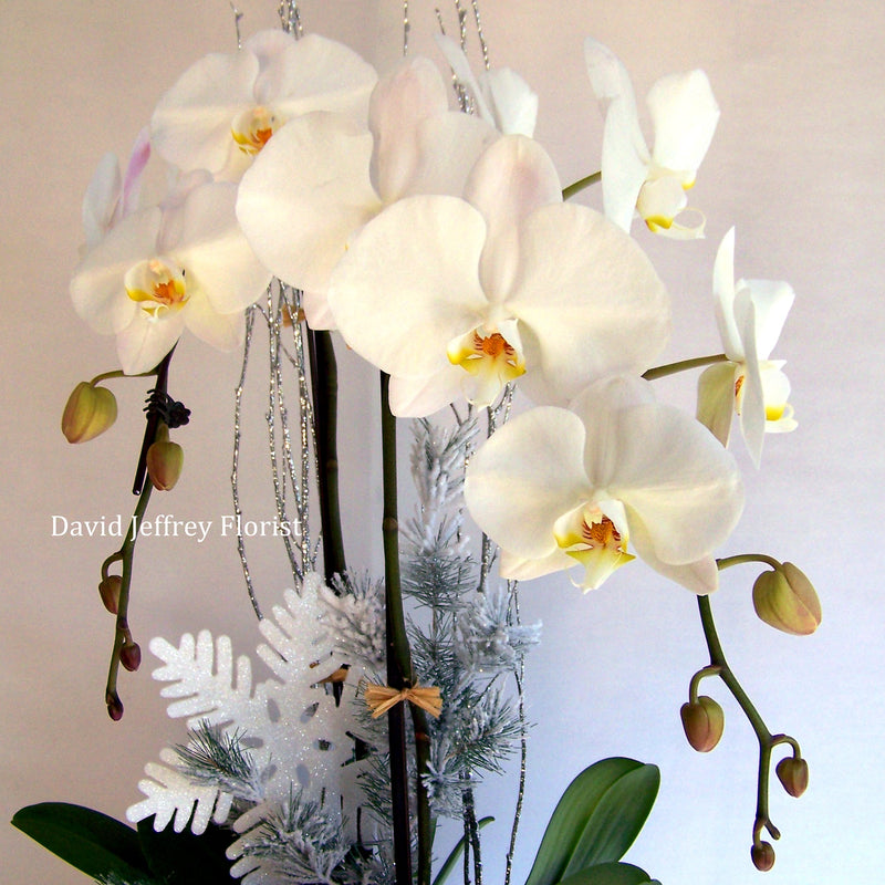 Christmas Orchids