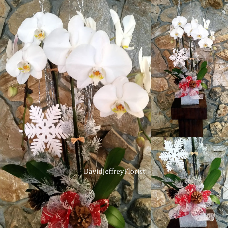 Christmas Orchids