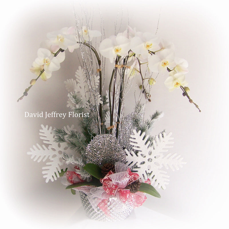 Christmas Orchids